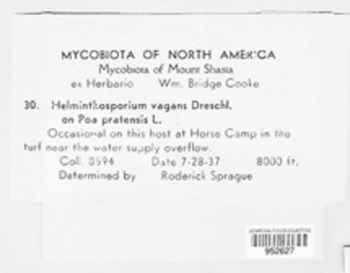 Pyrenophora poae image